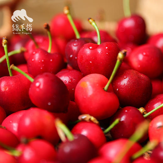 生态四川小金樱桃 |合作生产* Ecological  cherry ｜Partner Production 商品图2