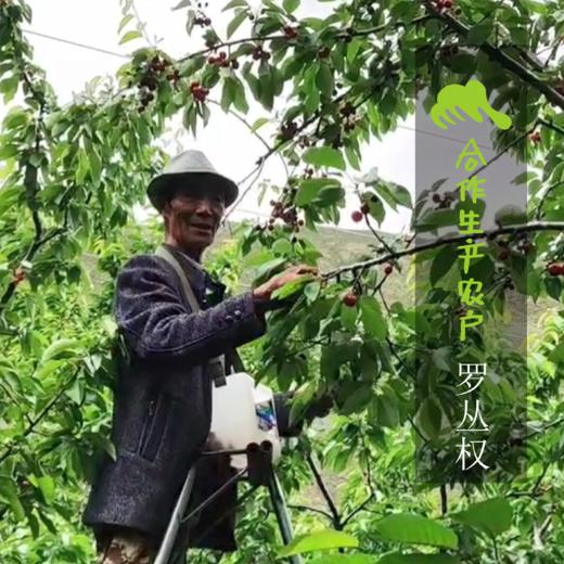 生态樱桃干 | 合作生产*Dried cherry | Coproducted 商品图4