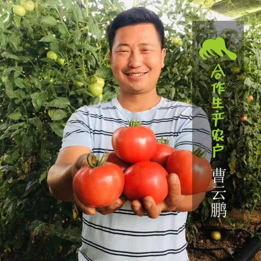生态圣女果 | 合作生产 *Eco- tomato | Coprodution 商品图1