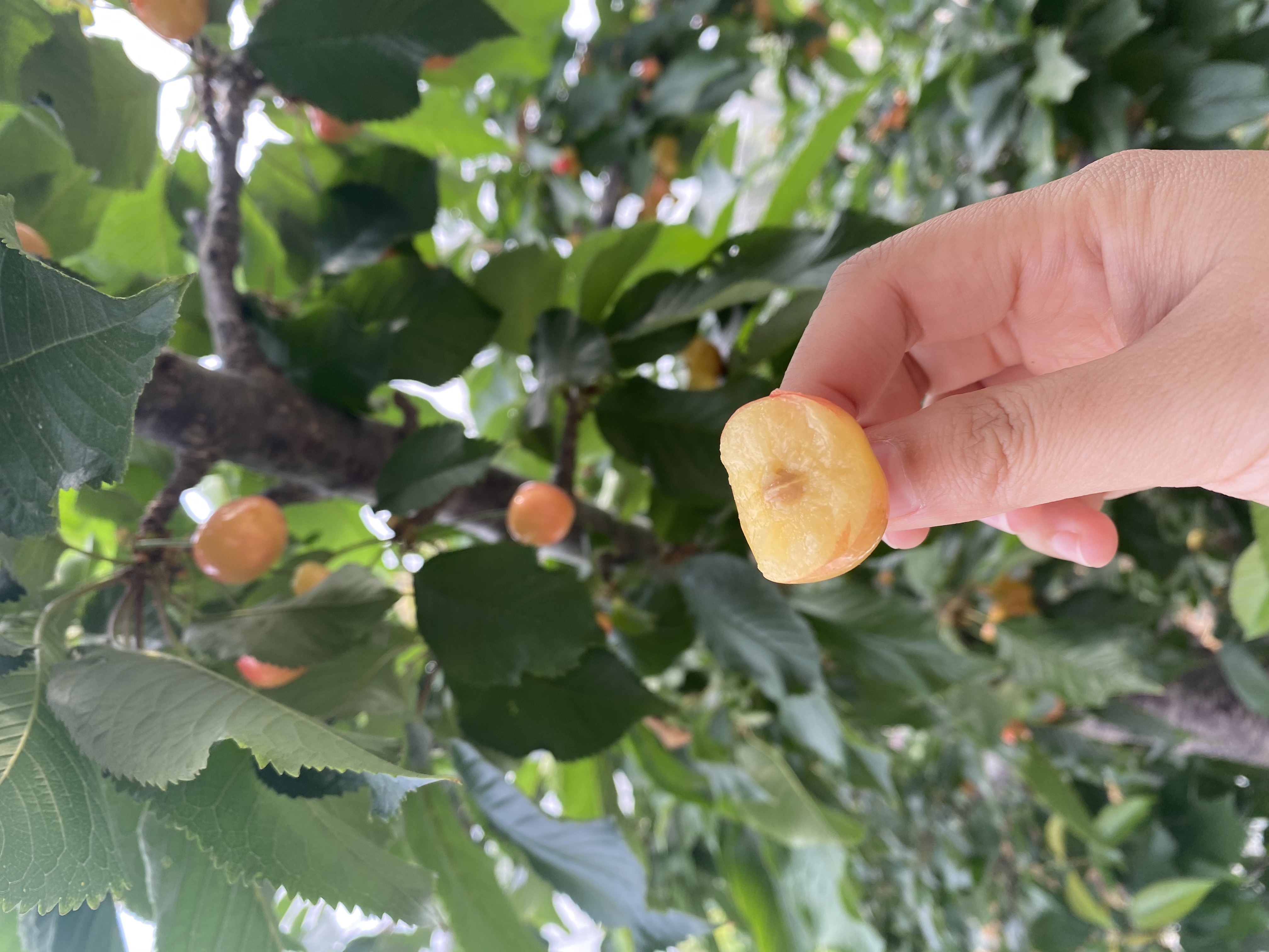 旅顺山地大樱桃品种2:明珠(黄色品种).3斤 5斤两种包装规格 顺丰包邮