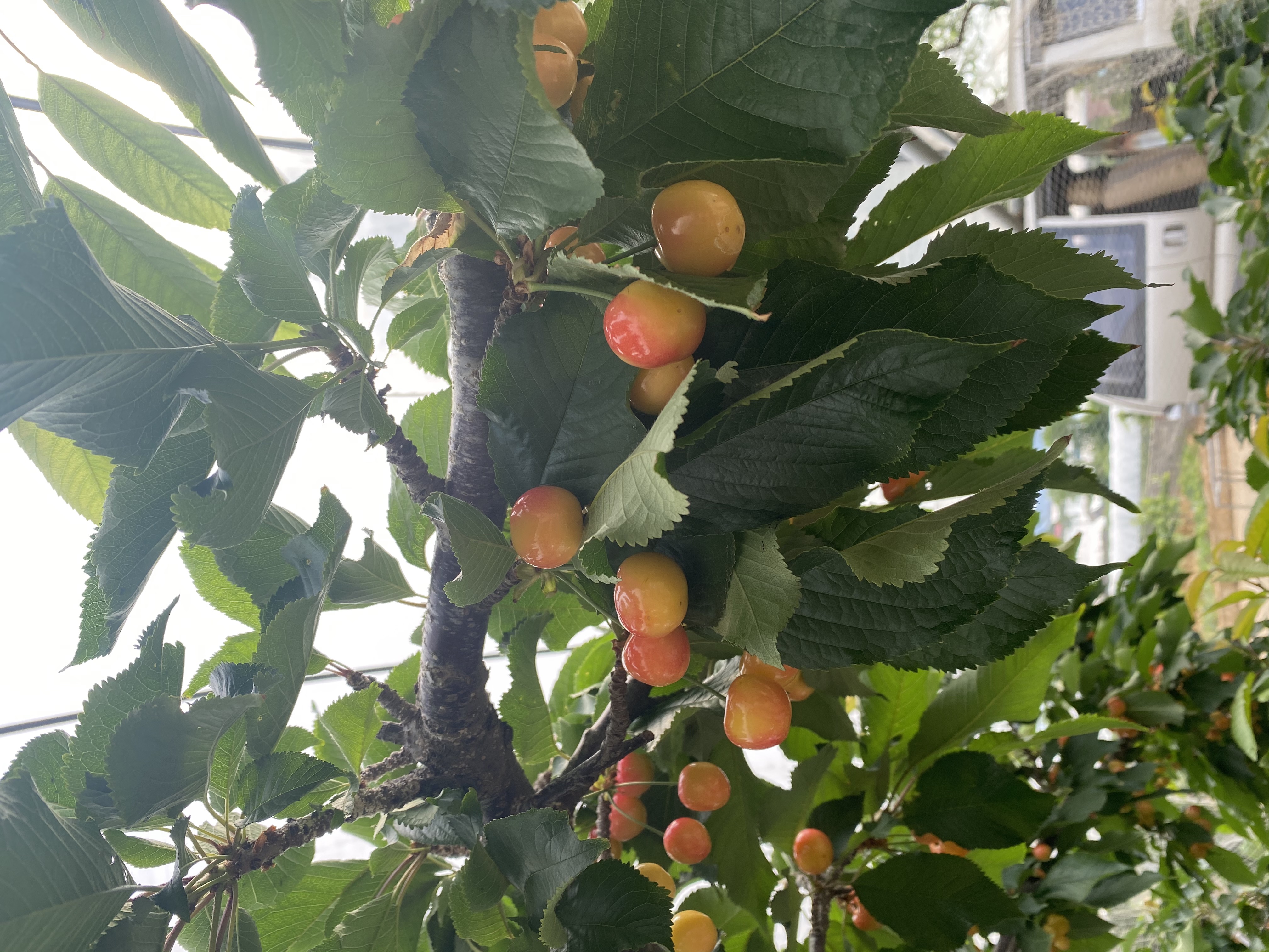 旅顺山地大樱桃品种2:明珠(黄色品种).3斤 5斤两种包装规格 顺丰包邮