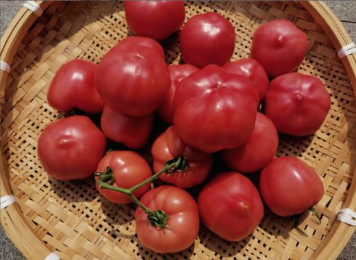 【本地蔬菜】大番茄西红柿2斤装 商品图1