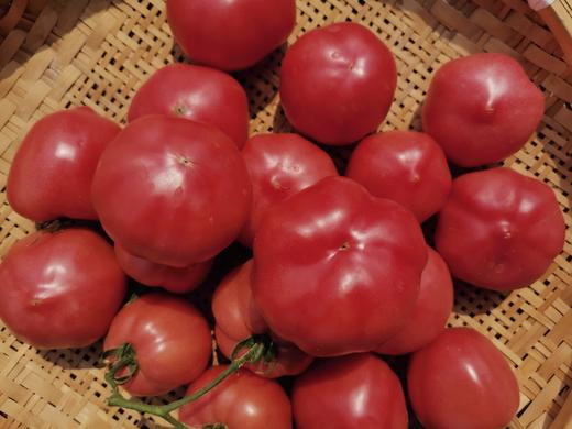 【本地蔬菜】大番茄西红柿2斤装 商品图2