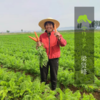 生态趴地菠菜（带根） | 合作生产* Eco- onion | Coproduction 商品缩略图6
