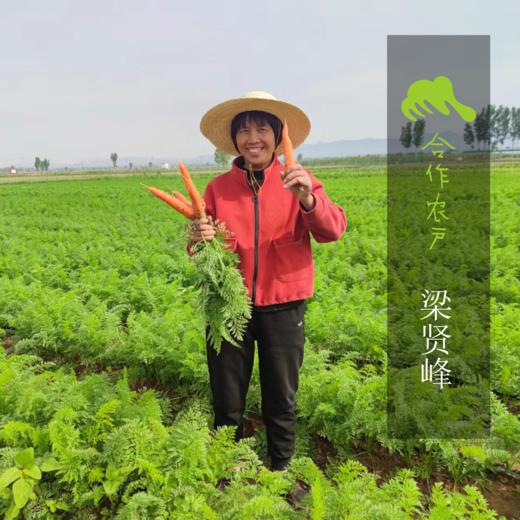 生态趴地菠菜（带根） | 合作生产* Eco- onion | Coproduction 商品图6