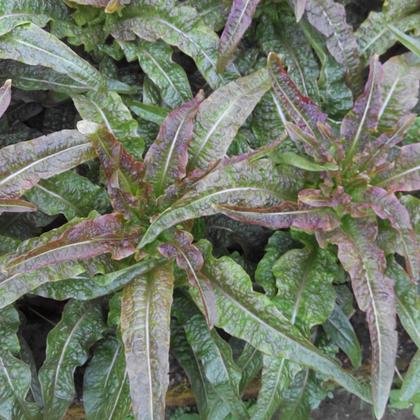 青笋棒（红叶） 500g