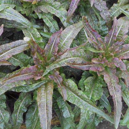 青笋棒（红叶） 500g 商品图0