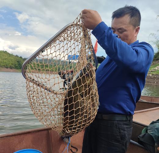 有机桂花鱼 | 合作生产 * Eco- Dace | Coproduction 商品图2