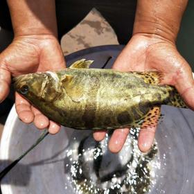 有机桂花鱼 | 合作生产 * Eco- Dace | Coproduction