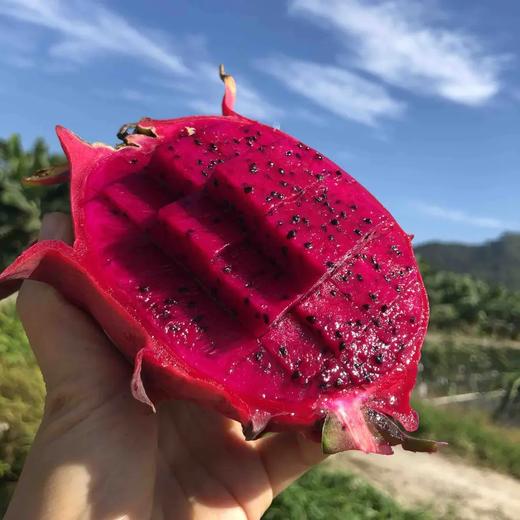 金都蜜宝红心火龙果（净重约4.5斤 ） 商品图3