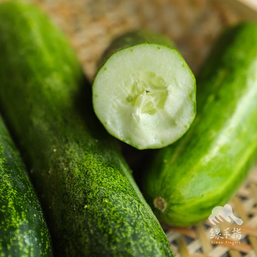 生态黄瓜（大吊瓜，潮汕老品种） | 绿家自产* Eco-cucumber | Self-production 商品图10