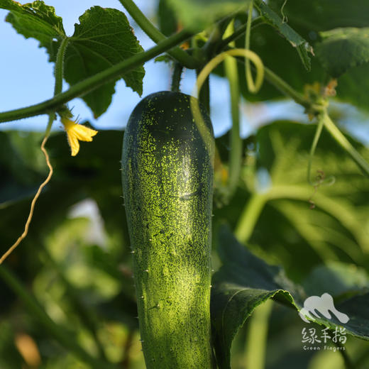 生态黄瓜（大吊瓜，潮汕老品种） | 绿家自产* Eco-cucumber | Self-production 商品图2