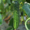 生态黄瓜（大吊瓜，潮汕老品种） | 绿家自产* Eco-cucumber | Self-production 商品缩略图4