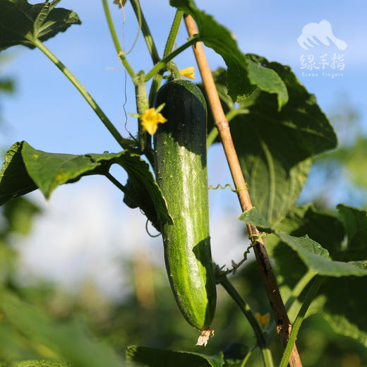 生态黄瓜（大吊瓜，潮汕老品种） | 绿家自产* Eco-cucumber | Self-production 商品图5