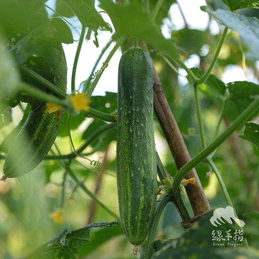 生态黄瓜（大吊瓜，潮汕老品种） | 绿家自产* Eco-cucumber | Self-production 商品图0