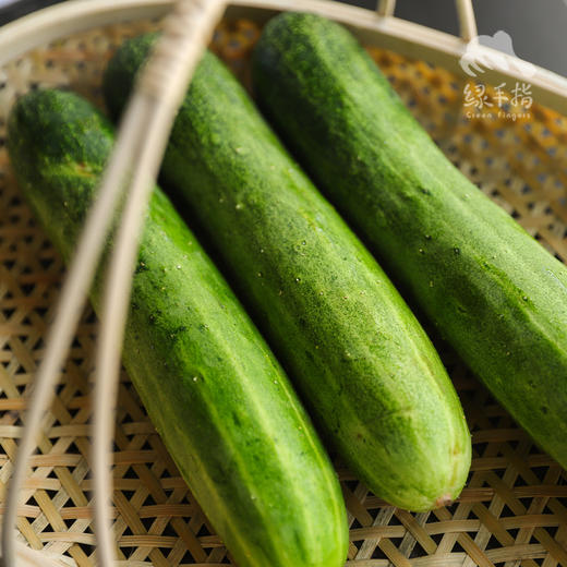 生态黄瓜（大吊瓜，潮汕老品种） | 绿家自产* Eco-cucumber | Self-production 商品图9