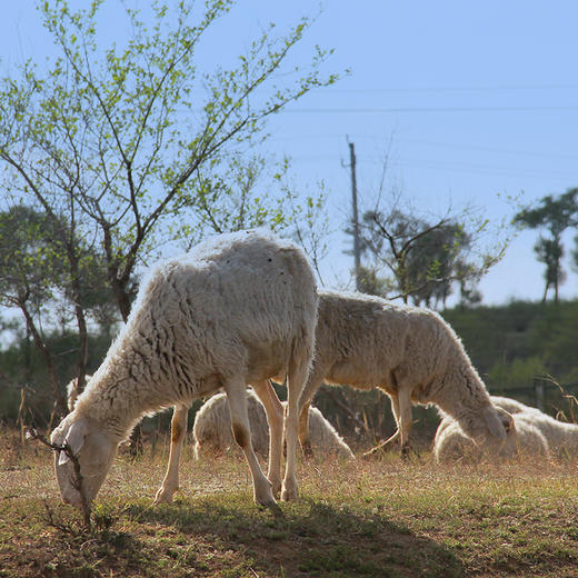 【塞尚香】右玉羊肉组合3.3kg羊肉礼盒 商品图3