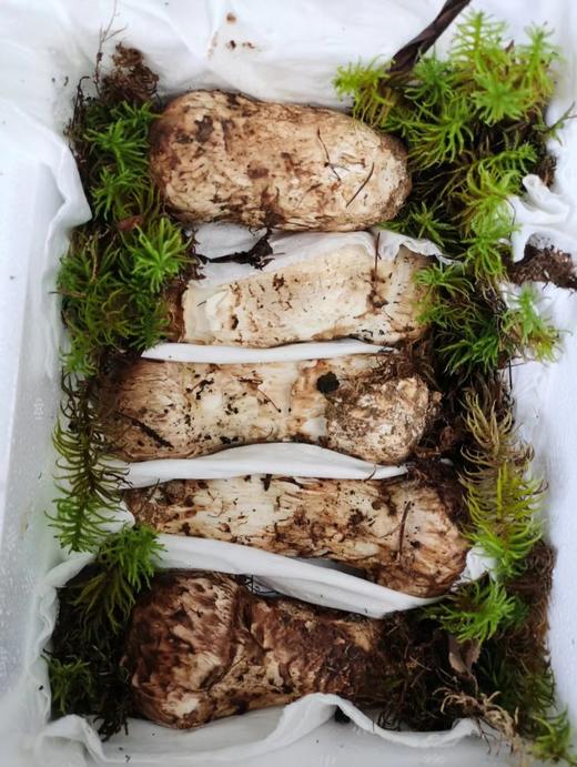 2025头等鲜【香格里拉 松茸】新鲜山上现采现发，72小时内从深山上送到你家餐桌！！ 商品图3