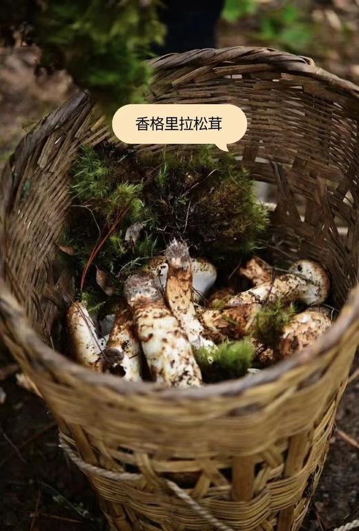2025头等鲜【香格里拉 松茸】新鲜山上现采现发，72小时内从深山上送到你家餐桌！！ 商品图4