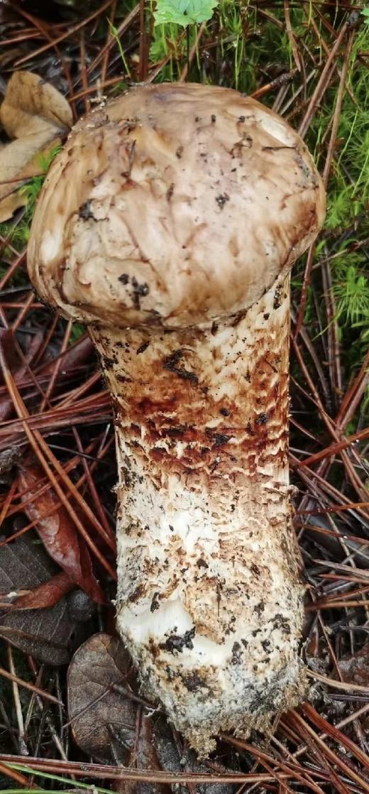 2025头等鲜【香格里拉 松茸】新鲜山上现采现发，72小时内从深山上送到你家餐桌！！ 商品图5