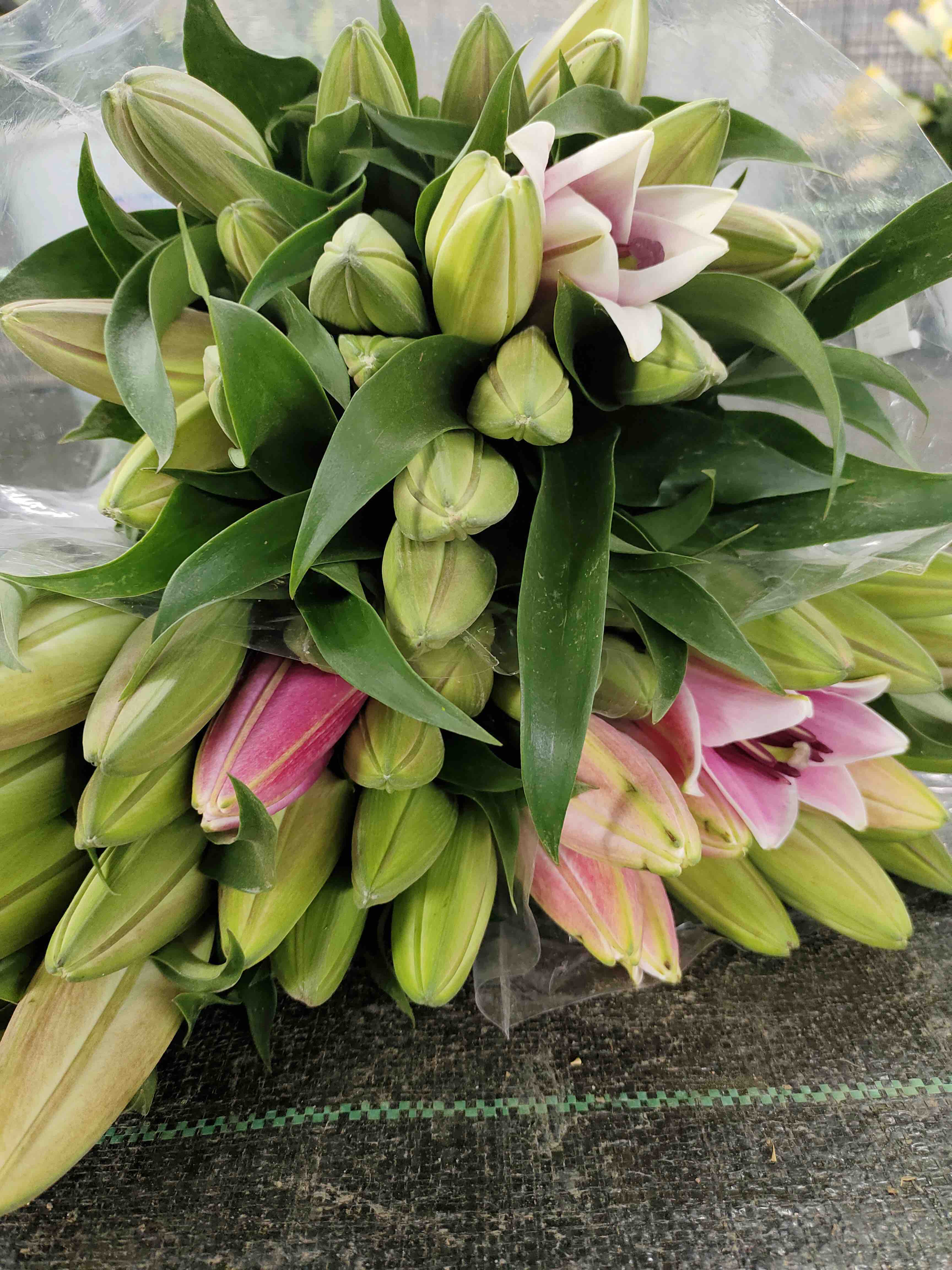 【ab级普拉芬多香水百合】12