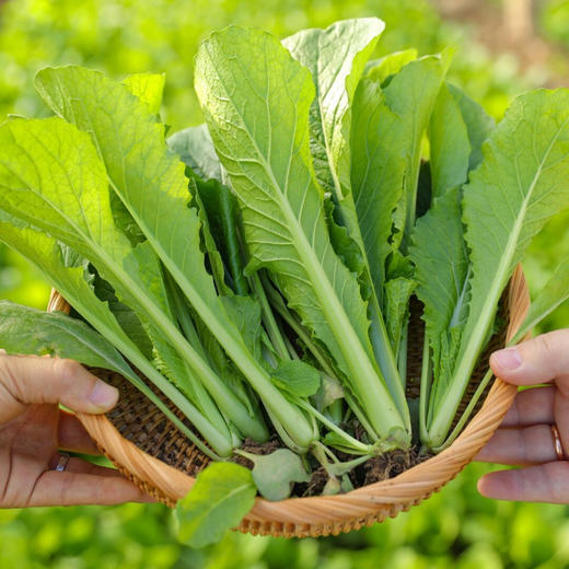 【生鲜预定】小白菜苗1kg 商品图0