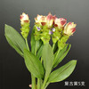 夏日精选花材姜荷花【有邮费】 商品缩略图10