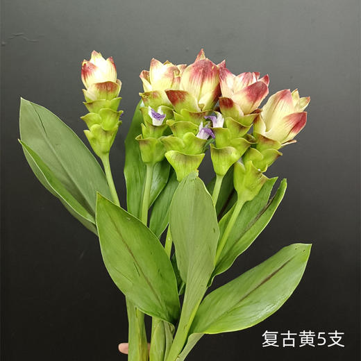 夏日精选花材姜荷花【有邮费】 商品图10