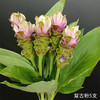 夏日精选花材姜荷花【有邮费】 商品缩略图4