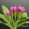 夏日精选花材姜荷花【有邮费】 商品缩略图7