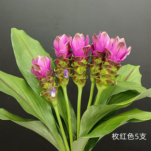 夏日精选花材姜荷花【有邮费】 商品图7