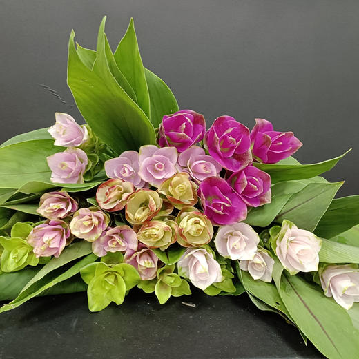 夏日精选花材姜荷花【有邮费】 商品图1