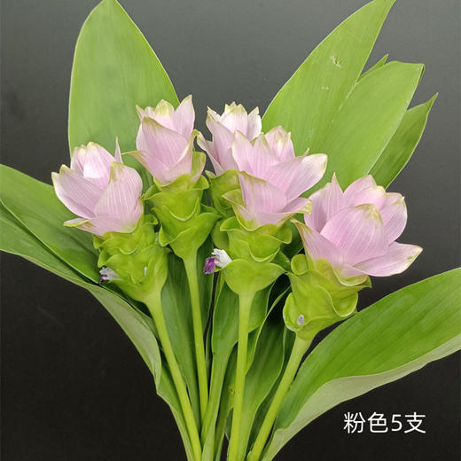 夏日精选花材姜荷花【有邮费】 商品图5