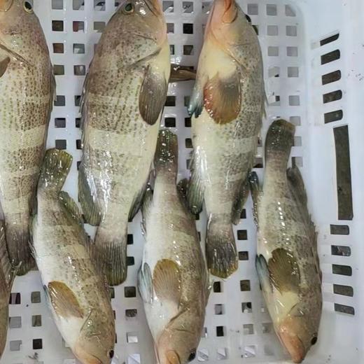 野生海钓石斑鱼 （东山岛）| 合作生产 * Wild Garoupar | Coproduction 商品图4