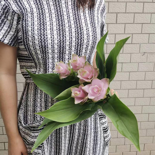 夏日精选花材姜荷花【有邮费】 商品图3