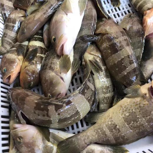 野生海钓石斑鱼 （东山岛）| 合作生产 * Wild Garoupar | Coproduction 商品图3