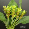 夏日精选花材姜荷花【有邮费】 商品缩略图8