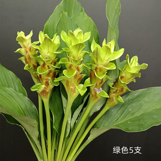 夏日精选花材姜荷花【有邮费】 商品图8