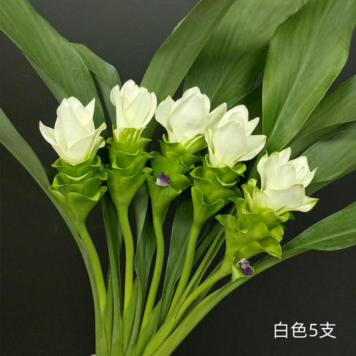 夏日精选花材姜荷花【有邮费】 商品图9