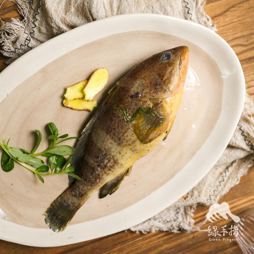 野生海钓石斑鱼 （东山岛）| 合作生产 * Wild Garoupar | Coproduction 商品图0