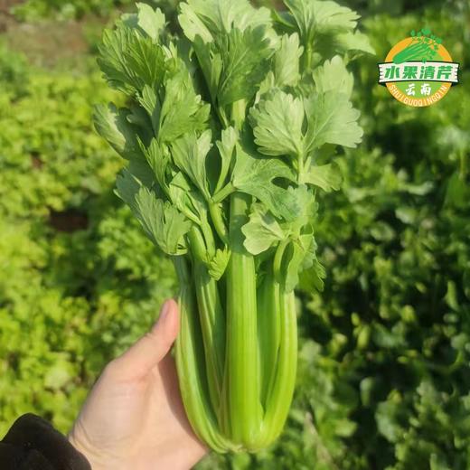 云南高原～水果清芹 商品图1
