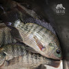生态罗非鱼 （冷鲜，仅限省内下单）| 绿家自产 * Eco- Tilapia | Self-production 商品缩略图3