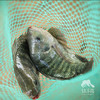 生态罗非鱼 （冷鲜，仅限省内下单）| 绿家自产 * Eco- Tilapia | Self-production 商品缩略图2