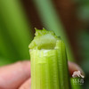 生态河北西芹 | 合作生产*Eco-celery | Coproducted 商品缩略图4