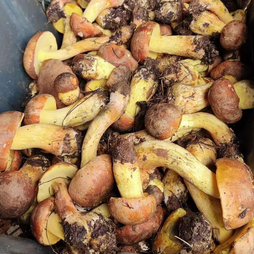 【野生黄牛肝菌干片】 无泥脚无熏硫 菌香浓郁 新货包邮 商品图8