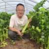 生态河北西芹 | 合作生产*Eco-celery | Coproducted 商品缩略图1