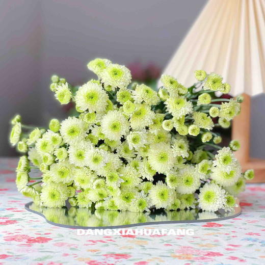 【ab级科隆香水小雏菊】5支/份 商品图5