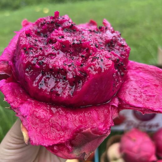 金都蜜宝红心火龙果（净重约4.5斤 ） 商品图1