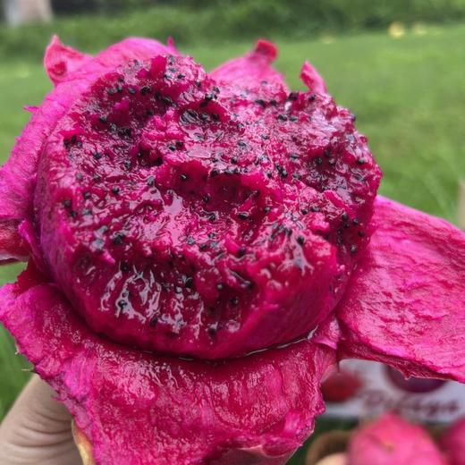 金都蜜宝红心火龙果（净重约4.5斤 ） 商品图4