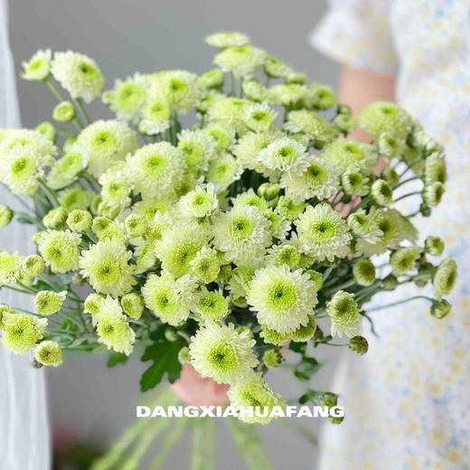 【ab级科隆香水小雏菊】5支/份 商品图4